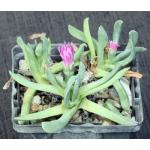 Ebracteola wilmaniae 4-inch pots