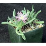 Ebracteola wilmaniae 4-inch pots