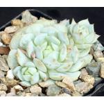 Echeveria derenbergii 4-inch pots