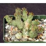Echidnopsis nubica 4-inch pots