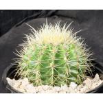 Echinocactus grusonii one-gallon pots