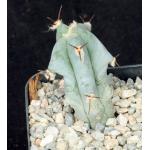 Echinocactus platyacanthus 2-inch pots