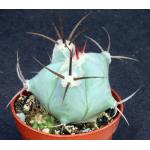 Echinocactus platyacanthus 3-inch pots