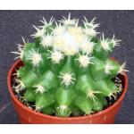 Echinocactus grusonii var. brevispinus (green) 3-inch pots