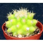 Echinocactus grusonii var. brevispinus (yellow) 3-inch pots