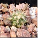 Echinocactus grusonii 2-inch pots Echinocactus grusonii 2-inch pots