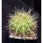 Echinocactus grusonii 3-inch pots