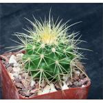 Echinocactus grusonii 4-inch pots