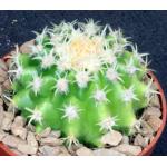 Echinocactus grusonii var. brevispinus (yellow) 5-inch pots