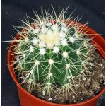 Echinocactus grusonii (white) 6-inch pots