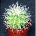 Echinocactus grusonii (white) 5-inch pots
