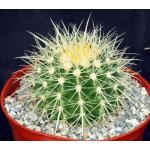 Echinocactus grusonii 6-inch pots