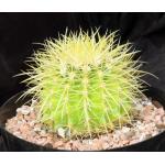 Echinocactus grusonii 8-inch pots