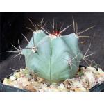 Echinocactus platyacanthus 5-inch pots
