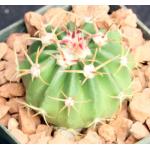 Echinocactus texensis 3-inch pots
