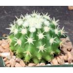 Echinocactus grusonii var. brevispinus (green) 4-inch pots