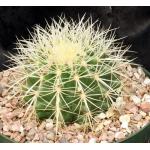 Echinocactus grusonii (white) 8-inch pots