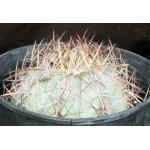 Echinocactus horizonthalonius one-gallon pots