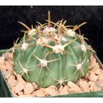 Echinocactus texensis 5-inch pots