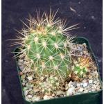 Echinocereus pacificus 4-inch pots