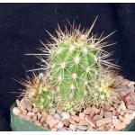 Echinocereus pacificus 5-inch pots