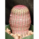 Echinocereus pectinatus 4-inch pots