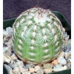 Echinocereus adustus 4-inch pots