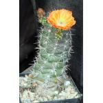 Echinocereus coccineus 5-inch pots