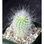Echinocereus delaetii 4-inch pots