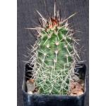 Echinocereus engelmannii 2-inch pots