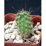 Echinocereus engelmannii 2-inch pots