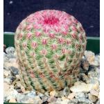 Echinocereus pectinatus (L&R) 4-inch pots