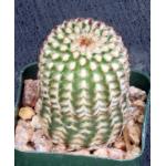 Echinocereus reichenbachii (minor) 2-inch pots