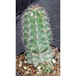 Echinocereus roemeri one-gallon pots