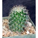 Echinocereus scheeri ssp. gentryi 4-inch pots
