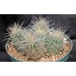 Echinocereus stramineus 8-inch pots