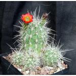 Echinocereus triglochidiatus one-gallon pots