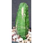 Echinocereus viereckii ssp. morricalii 3-inch pots