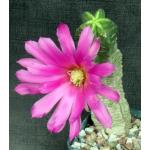Echinocereus viereckii ssp. morricalii 5-inch pots