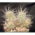 Echinocereus barthelowanus (LBR 72-119) 5-inch pots