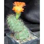 Echinocereus coccineus 5-inch pots