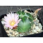 Echinocereus knippelianus 2-inch pots