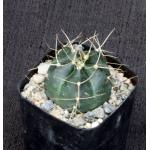 Echinocereus knippelianus 2-inch pots