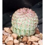 Echinocereus pectinatus 3-inch pots