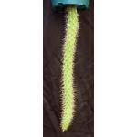 Echinocereus pencilis 8-inch pots
