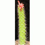 Echinocereus pencilis one-gallon pots