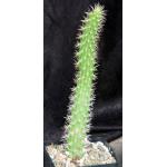 Echinocereus pencilis one-gallon pots