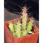 Echinocereus pentalophus ssp. procumbens 4-inch pots