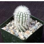 Echinocereus reichenbachii ssp. albispinus 4-inch pots