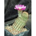Echinocereus reichenbachii (minor)5-inch pots